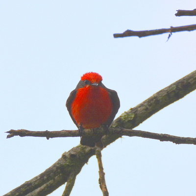 Vermilion Flycatcher